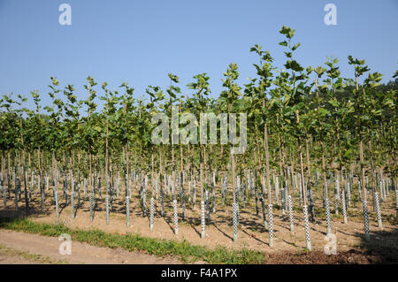 Plane tree Stock Photo