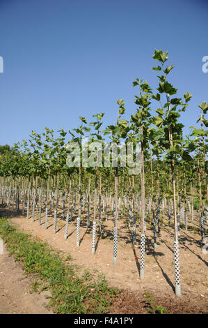 Plane tree Stock Photo