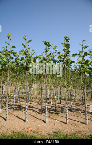 Plane tree Stock Photo