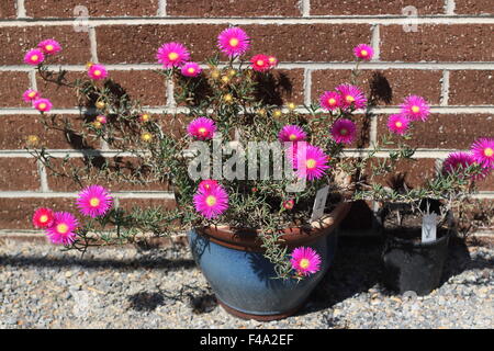 Hot Pink Pig face flowers or Mesembryanthemum , ice plant flowers, Livingstone Daisies in full bloom Stock Photo