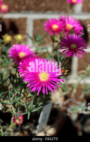 Close up of Hot Pink Pig face flowers or Mesembryanthemum , ice plant flowers, Livingstone Daisies in full bloom Stock Photo