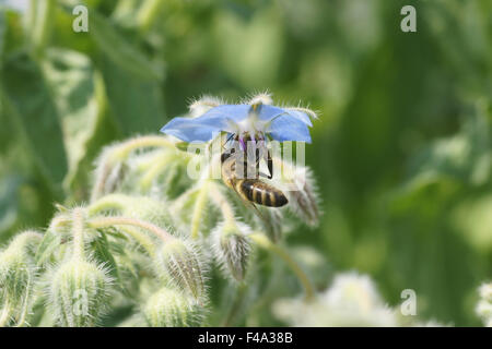 Borage Stock Photo