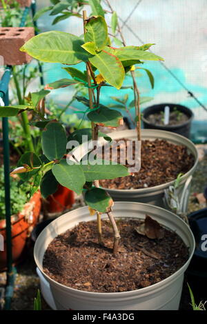 Growing Syzygium samarangense or known as Wax jambu in a pot Stock Photo