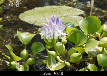 Water hyacinth Stock Photo