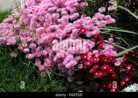 Red  and Pink Pig Face or known as Mesembryanthemum or Livingstone Daisies in full bloom Stock Photo