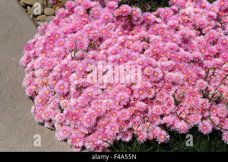 Pink Pig face flowers or Mesembryanthemum , ice plant flowers, Livingstone Daisies in full bloom Stock Photo