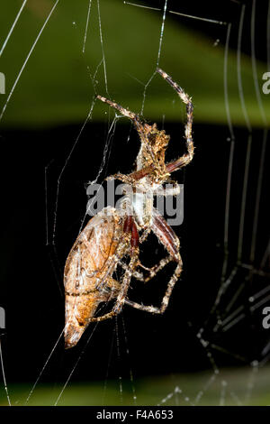 Amazonian orb-web spider eating a large cockroach at night, Ecuador Stock Photo