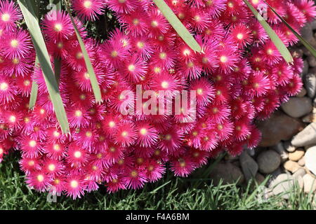 Hot Pink Pig face flowers or Mesembryanthemum , ice plant flowers, Livingstone Daisies in full bloom Stock Photo