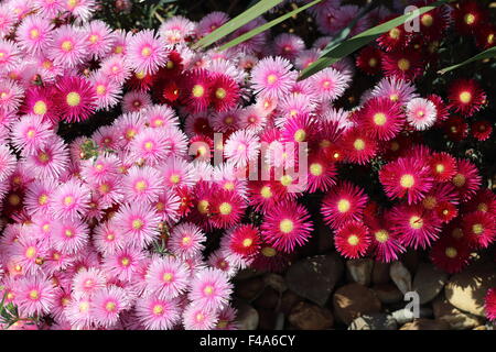 Red  and Pink Pigface or Livingstone Daisies in full bloom Stock Photo