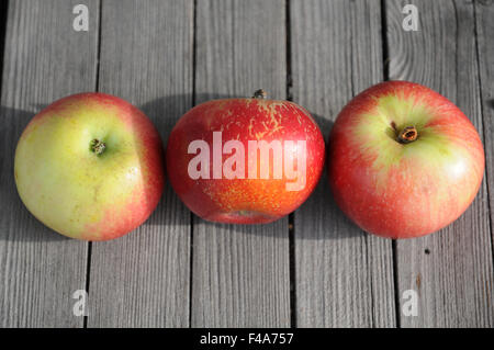 Apple-sort Akane Stock Photo