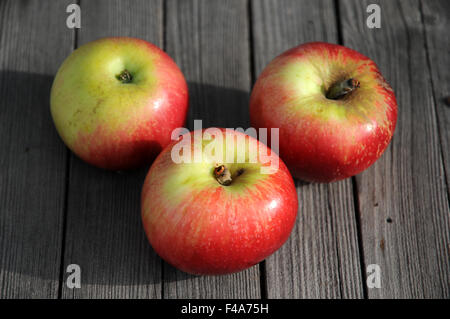 Apple-sort Akane Stock Photo