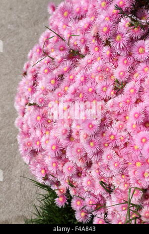 Pink Pig face flowers or Mesembryanthemum , ice plant flowers, Livingstone Daisies in full bloom Stock Photo