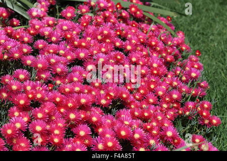 Hot Pink Pig face flowers or Mesembryanthemum , ice plant flowers, Livingstone Daisies in full bloom Stock Photo