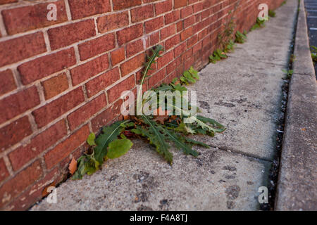 Weeds growing next to brick building - USA Stock Photo