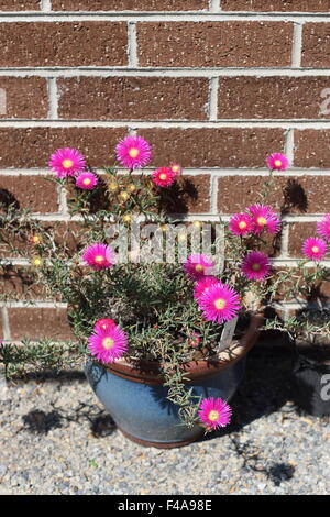 Hot Pink Pig face flowers or Mesembryanthemum , ice plant flowers, Livingstone Daisies in full bloom Stock Photo
