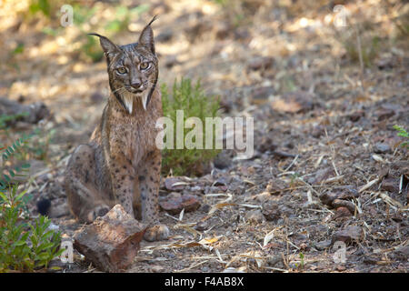 Iberian lynx or Lynx pardinus at wild life park Stock Photo