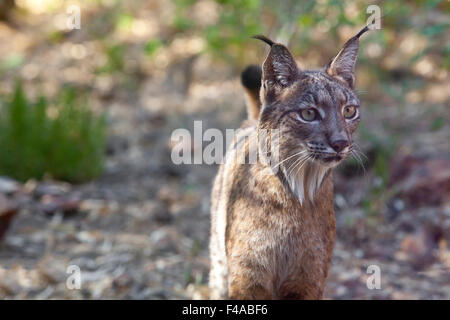 Iberian lynx or Lynx pardinus at wild life park Stock Photo