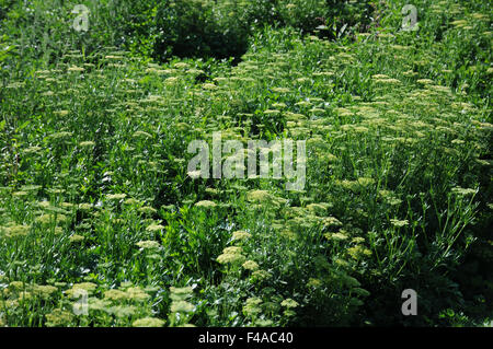 Parsley Stock Photo