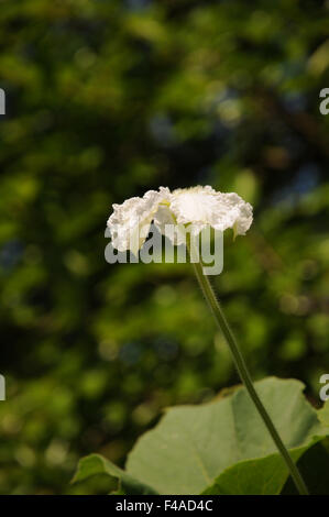 Calabash Stock Photo