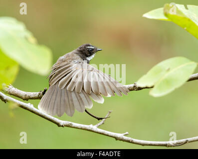 Warblers are small insectivorous birds belonging mainly to the genus Phylloscopus. Stock Photo