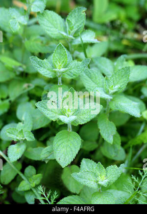 Beautiful delicious green mint photographed close up Stock Photo