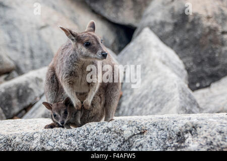 Rock Wallaby Mother and Joey Stock Photo