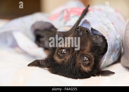 How Adorable They Are Iii Stock Photo Alamy