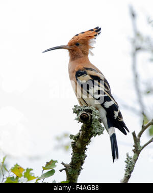 The hoopoe (Upupa epops, hudhud) is a colourful bird found across Afro-Eurasia, notable for its distinctive 'crown' of feathers. Stock Photo