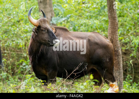 The gaur (Bos gaurus), also called Indian bison, is the largest extant bovine, native to South Asia and Southeast Asia. Stock Photo