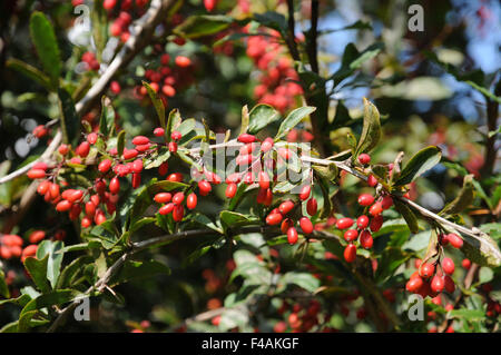 Barberry Stock Photo