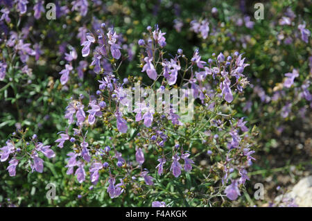 Oriental germander Stock Photo