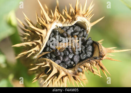 Jimson weed Stock Photo