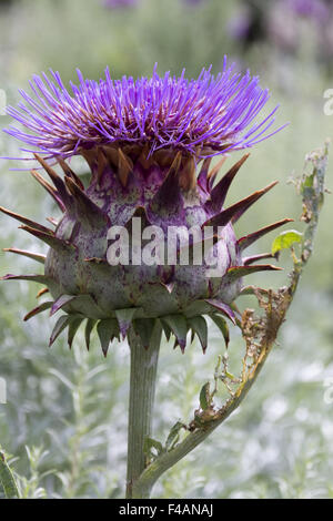 thistle Stock Photo