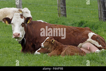 Brown cow with white face and young calf Stock Photo