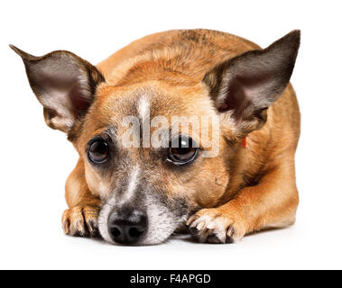 toy terrier Stock Photo