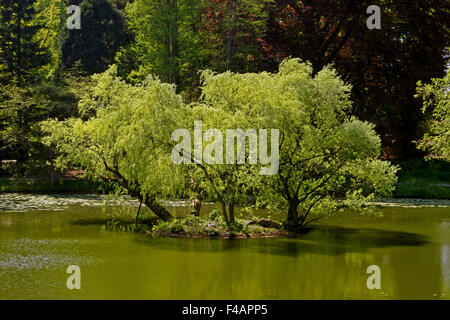 Ponds with willows in the spring, Germany Stock Photo