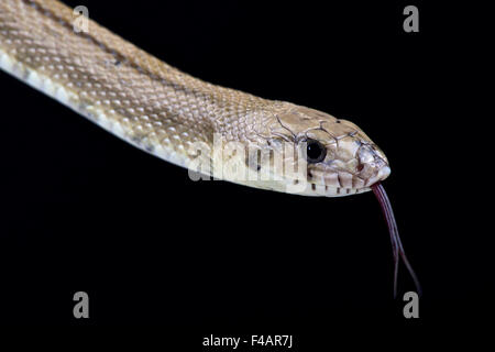 Ladder snake (Rhinechis scalaris) Stock Photo