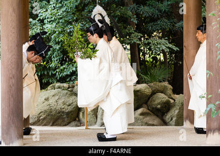 Nishinomiya shrine, Japan, Shinto Priests, Kannushi, with chief priest making offerings to four other priests. All wear Kammuri, black hats. Stock Photo