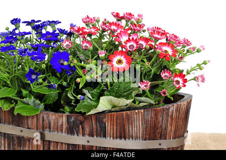 Cinerarie senecio cruentus Stock Photo