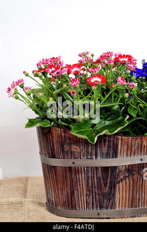 Cinerarie senecio cruentus Stock Photo