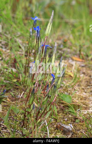 Snow-gentian, Gentiana nivalis, Snow Gentian Stock Photo