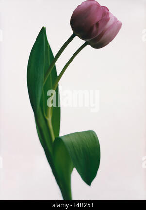 Two tulips against white background. Stock Photo