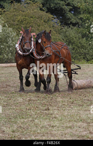 Ardennes horses working Stock Photo