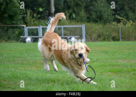 Golden Retriever retrieves ball Stock Photo