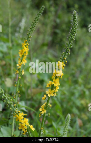 Common Agrimony, Agrimonia eupatoria Stock Photo