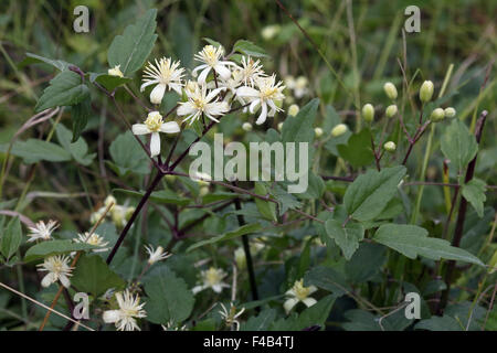 Clematis vitalba, Old man's beard Stock Photo