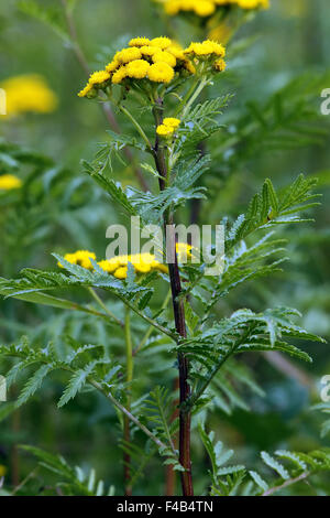 Tanacetum vulgare, Common Tansy Stock Photo