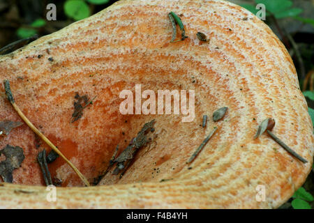 Lactarius deliciosus Stock Photo