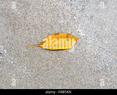 beautiful yellow leaf on the sea sand are photographed close-up Stock Photo