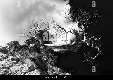 dead Scots pine, Gotland, Sweden Stock Photo